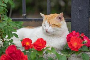 retrato de um gato vermelho branco em um fundo de rosas vermelhas foto