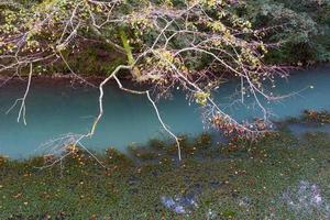 galhos de árvores inclinando-se sobre a água azul foto