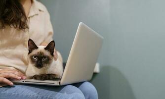 mulher trabalhando a partir de casa com gato. gato adormecido em a computador portátil teclado. assistente gato trabalhando às computador portátil foto