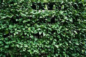 natureza verde escalada plantas em a parede fundo. foto