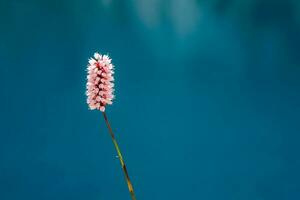 bistorta officinalis. de outros comum nomes - raiz de cobra, raiz de cobra, erva-de-cobra fechar acima em a azul água fundo. foto