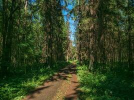 uma limitar caminho através uma denso floresta foto