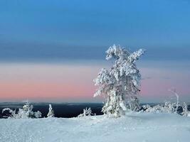 surpreendente frio Rosa alvorecer sobre uma Nevado inverno colina. Visão do a coberto de neve tundra e colinas. ártico severo natureza. místico fada conto do a inverno geada floresta. foto