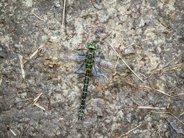 libélula mimetismo. sulista vendedor ambulante libélula aquecendo em uma pedra, macro visualizar. foto