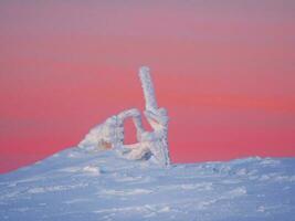 minimalista Rosa alvorecer mágico bizarro silhueta do abeto árvore estão gesso com neve. ártico severo natureza. místico fada conto do a inverno. neve coberto solitário Natal abeto árvore em lado da montanha. foto