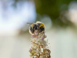 abelha em uma flor. verão natural fundo, cópia de espaço foto