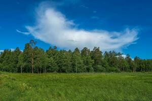 lindo natural panorama. conífero floresta e céu. verde floresta, azul céu e branco fofo nuvens às a ensolarado verão dia foto