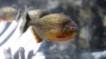 fechar acima do barrigudo piranha ou vermelho piranha ou pygocentrus nattereri peixe encontrado a partir de Amazonas, Paraguai, parana e essequibo rios. foto