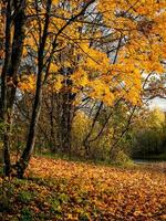 dourado outono, parque em uma ensolarado dia. amarelo bordo árvore em uma brilhante natural ensolarado outono fundo. foto