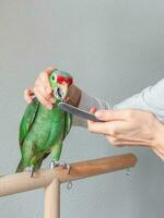 uma veterinário aguça a bico do uma ampla verde papagaio. manicure para uma grande papagaio. profissional veterinário Cuidado para papagaios e doméstico pássaros. foto