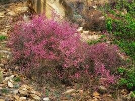 selvagem galhos com Rosa flores do a estepe amêndoa dentro a Cáucaso montanhas foto