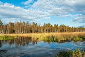 Primavera panorama com plano pântanos e uma rio em a banco do uma escasso bosque em uma Claro ensolarado dia. pantanoso simples. costeiro zonas úmidas. Visão sobre rio pântanos em Primavera dia. foto