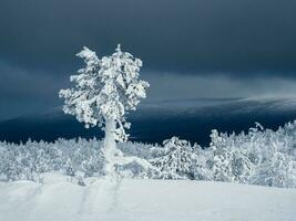 inverno polar noite, contrastante Visão com uma congeladas chique árvore gesso com neve. mágico bizarro silhuetas do árvores estão gesso com neve. ártico severo natureza. foto