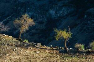 chique Primavera árvores em uma penhasco a Rocha cedo manhã. verde árvores crescendo em topo do a Rocha. grande altitude platô. contrastante Visão com profundo sombras. foto