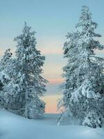 brilhante mágico bizarro silhueta do abeto árvores estão gesso com neve. ártico severo natureza. místico fada conto do a inverno. neve coberto solitário Natal abeto árvore em lado da montanha. foto