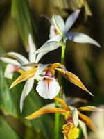 raro ornamental orquídea. brilhante festival flor do pequeno laranja orquídea, uma membro do orquídea família orquídeas. foto