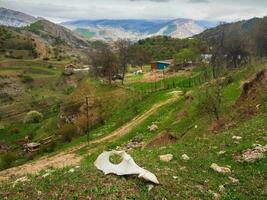 vaca crânio em a verde gramado dentro dramático Primavera Vila panorama. fantasma cidade, mau sentimento, escolha do caminho conceito. foto