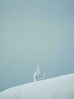 vertical minimalista fundo com uma coberto de neve solitário árvore em uma montanha declive. mágico bizarro silhueta do árvore estão gesso com neve. ártico severo natureza. cópia de espaço. foto