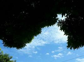 azul céu com silhuetas do Sombrio verde folhas foto