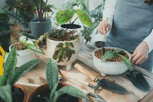 casa jardinagem, amor do plantas e Cuidado. pequeno negócios. foto