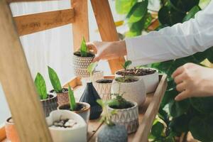 casa jardinagem, amor do plantas e Cuidado. pequeno negócios. foto