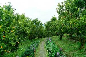 jardim de laranja tangerina ou fazenda de laranja foto