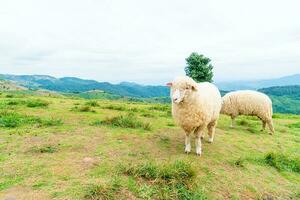 ovelha branca na colina da montanha foto