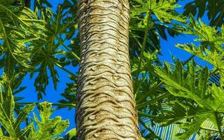 bela árvore de mamão na natureza tropical em puerto escondido méxico. foto