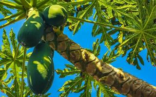 bela árvore de mamão na natureza tropical em puerto escondido méxico. foto