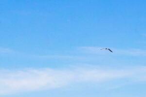 pássaro de gaivota voando com nuvens de fundo de céu azul no méxico. foto