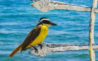 ótimo Kiskadee sentado em metal grade às tropical caribe mar. foto