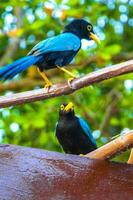 yucatan Jay pássaro pássaros dentro árvores tropical selva natureza México. foto