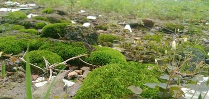 natureza musgo em a terra foto