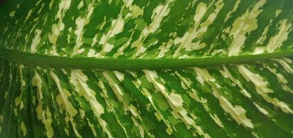 natureza fotografia - syngonium plantar folhas superfície padronizar foto
