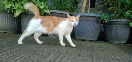 a gato é caminhando dentro frente do a em vaso plantar foto