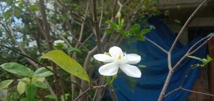 natureza foto - wrightia antidisenterica flor