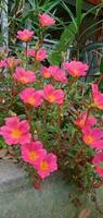 natureza fotografia - Rosa portulaca flores foto