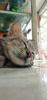animal fotografia - gatos matando baixa e dormindo foto