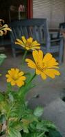 natureza fotografia - amarelo wedelia chinensis flor foto