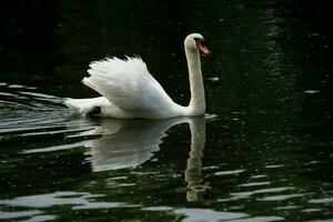 uma visão de um cisne mudo foto