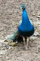 pavão com penas em a terra foto