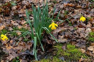 amarelo narcisos dentro inverno dentro a floresta foto