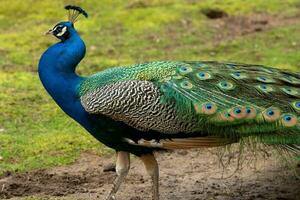 pavão com penas em a terra foto