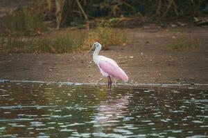 lindo róseo colhereiro empoleirar-se dentro lago às floresta às costa rica foto