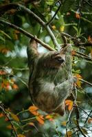 fofa bicho-preguiça suspensão em árvore ramo. perfeito retrato do selvagem animal dentro a floresta tropical do costa rica. foto