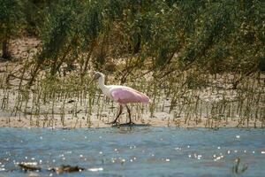 róseo colhereiro empoleirar-se às beira do lago dentro floresta às costa rica foto