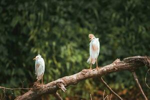 dois gado garças empoleirar-se em haste dentro floresta às costa rica foto