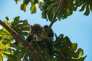 nariz branco quati - nasua Narica, pequeno comum branco nariz carnívoro a partir de costa rica floresta. foto