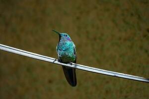 foco seleção. beija Flor dentro a chuva floresta do costa rica foto