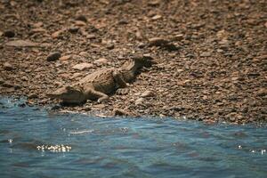 a americano crocodilo sóis em si em uma rio banco dentro costa rica foto